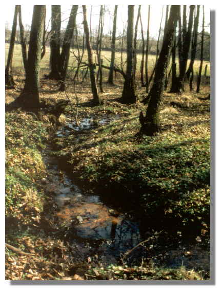 naturnaher Bachlauf im Wald bei Itzehoe >> nächstes Bild?